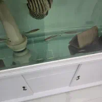 دیسکس