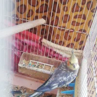 عروس هلندی سخن گو پروانه ای|پرنده|بندر گناوه, |دیوار