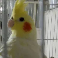 عروس ماده لوتینو|پرنده|شهرضا, |دیوار