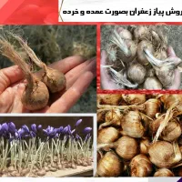 فروش پیازچه زعفران