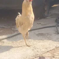 خروس گلین و مرغ گردن لوخت عربی