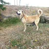 گمشده|سگ|اردبیل, |دیوار