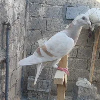 سوسنی