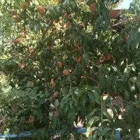 کارگر گاوداری شیری