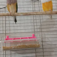 فنچ گلدین|پرنده|دلیجان, |دیوار