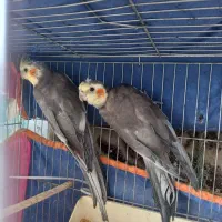 عروس هلندی و مرغ عشق