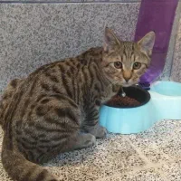 واگذاری رایگان بچه گربه خانگی