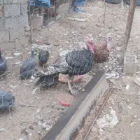 بوقلمون مرغ شاخ دار