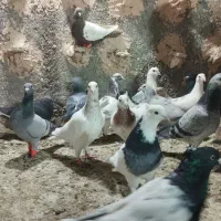 کفتر پرشی به شرط|پرنده|عطاملک, |دیوار