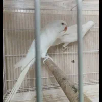 طوطی ملنگو البینو ،طوسی و سبز مولد