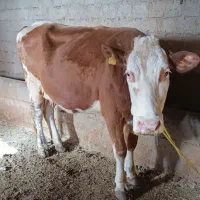 فروش گاو سیمینتال در ماه هفتم آبستن