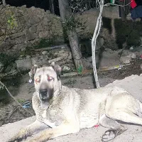 سگ سرابی