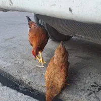 یک عدد مرغ و خروس|حیوانات مزرعه|پاکدشت, خاتون آباد|دیوار