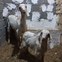 بز وبزغاله دوماه