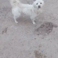 پاکوتاه اشپیتز نر  ۸ ماهه