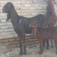 سه راس بز پاکستانی آبستن سنوشده با دوراس بزغاله