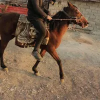 اسب مادیان ابیست ۳۳سال