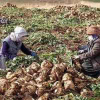 چغندر قندجوین