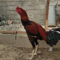 مرغ و ۹ تا جوجه لاری اصیل افغان