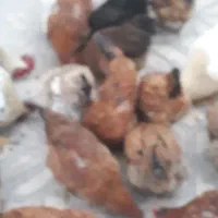 تعدادی مرغ تخمگذاربفروش میرسد