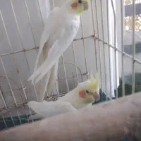 عروس هلندی مولد واقعی|پرنده|دماوند, دماوند|دیوار