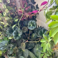 فروش گلهای اپارتمانی|گل و گیاه طبیعی|پاوه, |دیوار