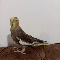 عروس هلندی سخنگو رام همراه قفس