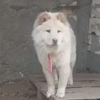 سگ چاو چاو|سگ|اصفهان, مارچین|دیوار