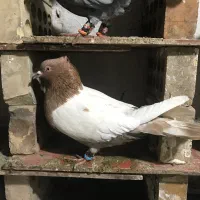 کبوتر رنگی|پرنده|تاتار علیا, |دیوار