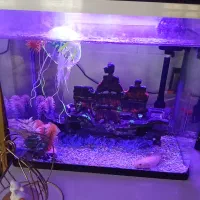 آکواریوم|ماهی|سنندج, |دیوار