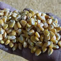 ذرت خارجی برزیل