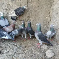 کبوتر