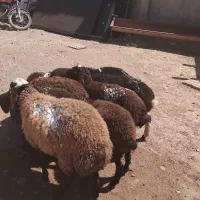 میش وشیشک گوسفند|حیوانات مزرعه|قزوین, |دیوار