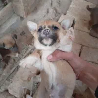 فروش توله سگ اشپیز|سگ|یزد, |دیوار