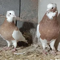 طوقی همه رنگ|پرنده|اسفرورین, |دیوار