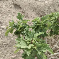 ملک انجیر منطقه خیر مبارک آباد|فروش دفتر صنعتی، کشاورزی، تجاری|رونیز, |دیوار