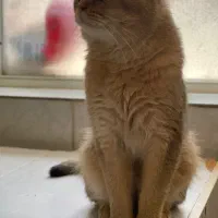 گربه نر بالغ گلد|گربه|بناب, |دیوار