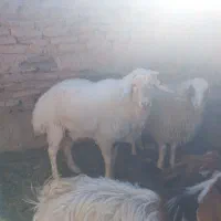 قوچ|حیوانات مزرعه|سرایان, |دیوار