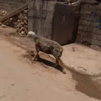 شیشک کری نمونه داشتی چاق
