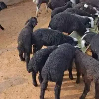 بره