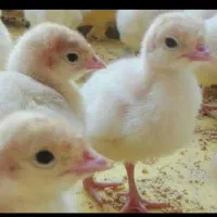 حراج جوجه 3روزه بوقلمون بیوتی 120تومان