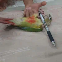 طوطی گرینچیک فول رام