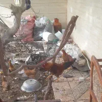 فروش خروس سالم و سرحال