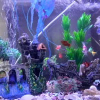 اکواریوم باماهی و تزئینات|ماهی|رشت, جماران|دیوار