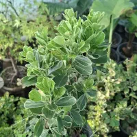 شمشاد|گل و گیاه طبیعی|شیراز, زرگری|دیوار