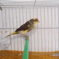 یک عدد قناری نر ابلغ جوان