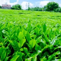 چای دستی محلی 1405بهاره