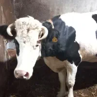 گاو فروشی سالم ۶ ماهه باردار