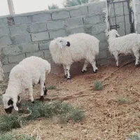 ستا بره ویک کهره ودوتا میش|حیوانات مزرعه|بیرجند, |دیوار