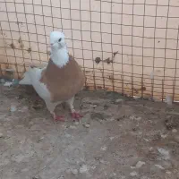 طوقی نر